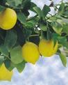 Citron Eko, 5 ml, Eterisk Olja, Aroma Creative