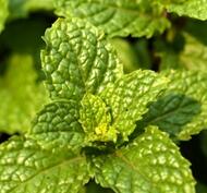 Pepparmynta Eko, 5 ml, Eterisk Olja, Aroma Creative