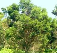 Tea-Tree Eko 5 ml, Eterisk Olja, Aroma Creative